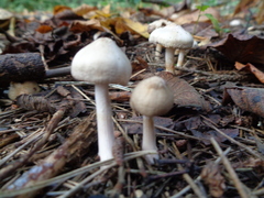 Inocybe geophylla