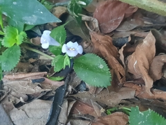 Bonnaya ruelloides