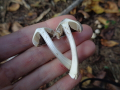 Inocybe geophylla