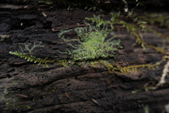 Lophocolea heterophylla