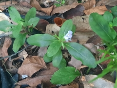 Bonnaya ruelloides