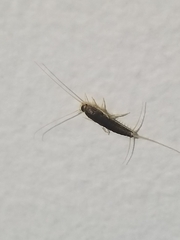 Ctenolepisma longicaudatum