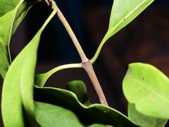 Coelospermum paniculatum