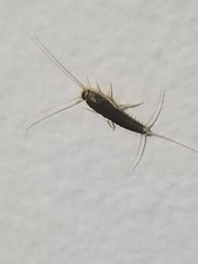 Ctenolepisma longicaudatum