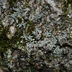 Phaeophyscia rubropulchra