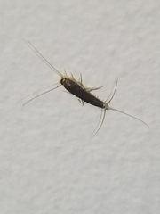 Ctenolepisma longicaudatum