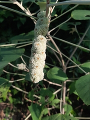 Mallotus apelta