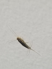 Ctenolepisma longicaudatum