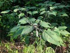 Mallotus apelta