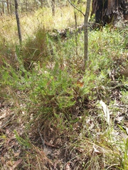 Melichrus urceolatus