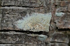Lecanora symmicta