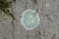 Lecanora thysanophora