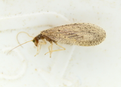 Micromus subanticus