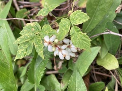Pyrola elliptica