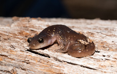 Aneides lugubris