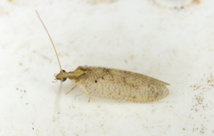 Hemerobius
