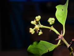 Coelospermum paniculatum