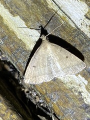 Zanclognatha protumnusalis