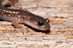 Aneides lugubris