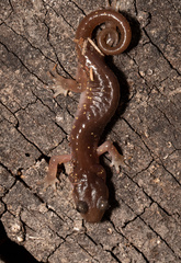 Aneides lugubris