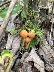 Entoloma quadratum