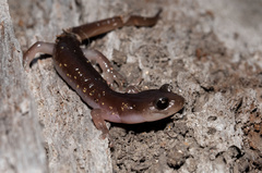 Aneides lugubris