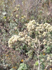 Montanoa