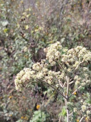 Montanoa