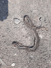 Python bivittatus
