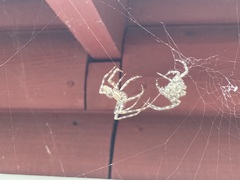 Araneus cavaticus