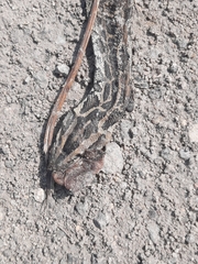 Python bivittatus