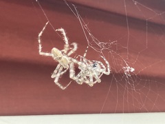 Araneus cavaticus