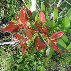 Acokanthera oppositifolia