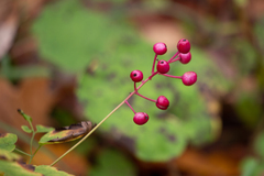 Actaea × ludovicii