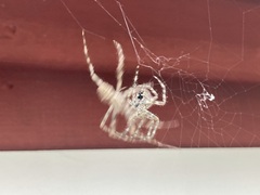 Araneus cavaticus
