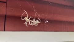 Araneus cavaticus