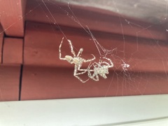 Araneus cavaticus