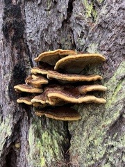 Pycnoporellus fulgens