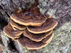 Pycnoporellus fulgens