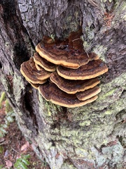 Pycnoporellus fulgens