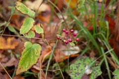 Actaea × ludovicii
