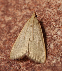 Hypsopygia albidalis