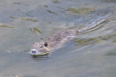 Myocastor coypus