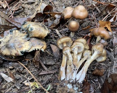 Psilocybe caerulescens