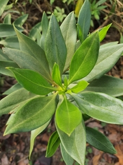 Myoporum bontioides