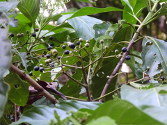 Tarenna dallachiana