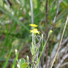 Pityopsis tracyi