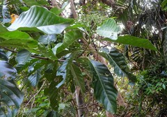 Tarenna dallachiana