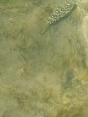 Sphoeroides greeleyi