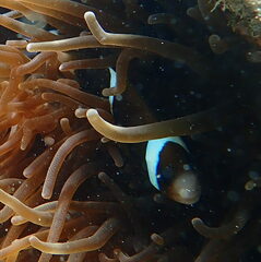 Amphiprion akindynos